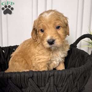 Tank, Mini Goldendoodle Puppy